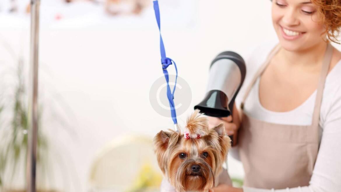 Full Groom: $110