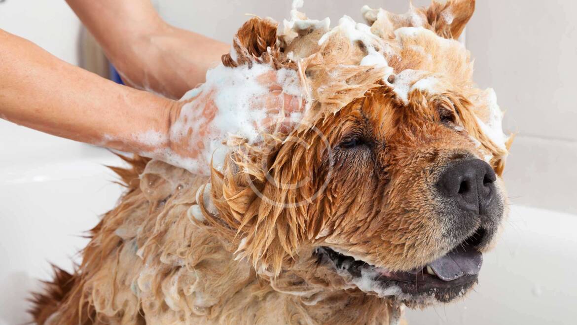 Bath & Dry $50